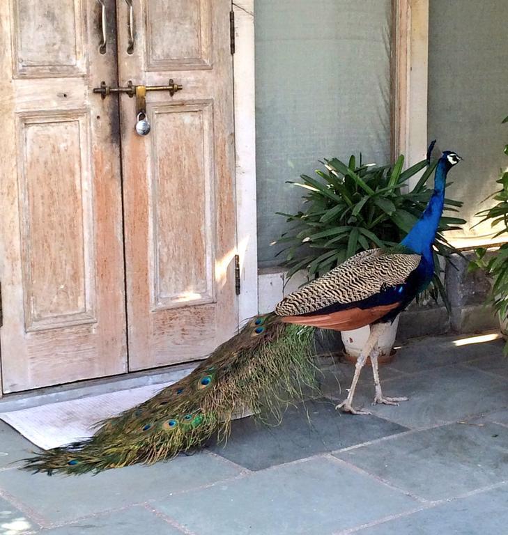 The Lazy Patio New Delhi