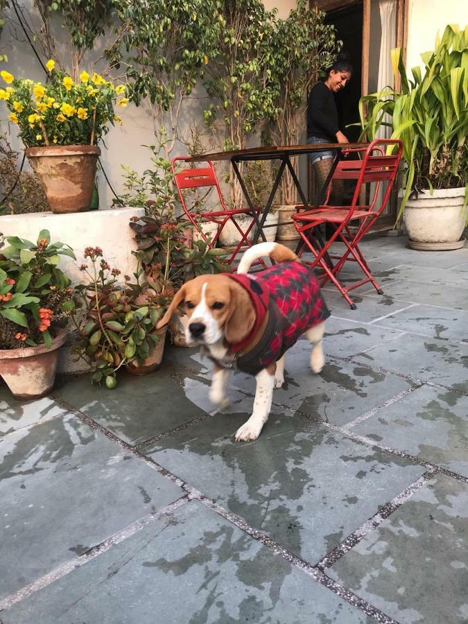 The Lazy Patio * New Delhi